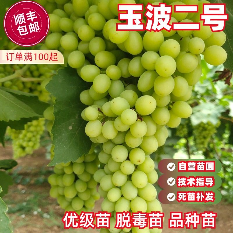 中晚熟葡萄 玉波二号葡萄树苗当年结果庭院爬藤果树盆地栽