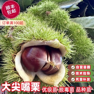 大尖嘴锥栗苗嫁接板栗锥栗树苗大果建瓯锥栗圆尖栗子苗当年结果树