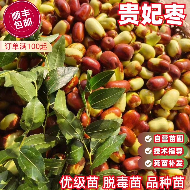 脆甜枣树苗贵妃枣苗嫁接大枣树苗罗江贵妃枣树苗当年挂果盆栽地栽