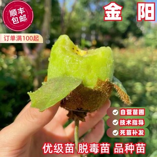 金阳猕猴桃树果苗嫁接黄金猕猴桃苗黄心奇异果南方北方盆地栽果树