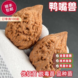 文玩核桃苗树鸭嘴兽秋子树苗大楸狮子头核桃树苗盆栽地栽当年结果