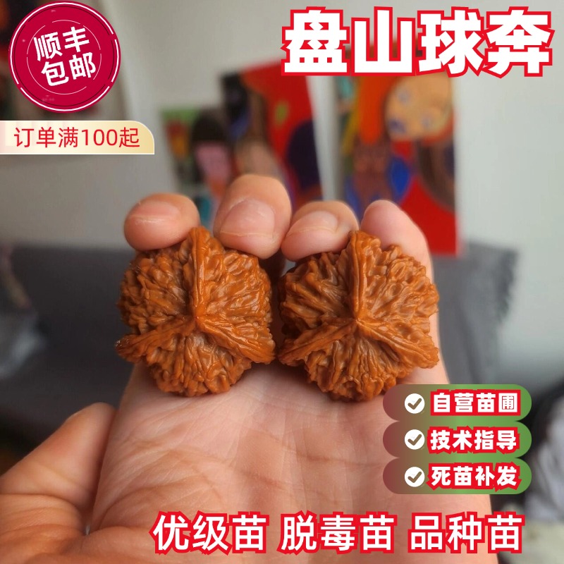 文玩核桃树苗盘山球奔异形三棱正奔麻核桃苗南方北方种植当年结果