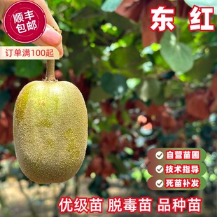 东红猕猴桃树果苗红心黄肉南北方种植黄金奇异果庭院爬藤地栽盆栽