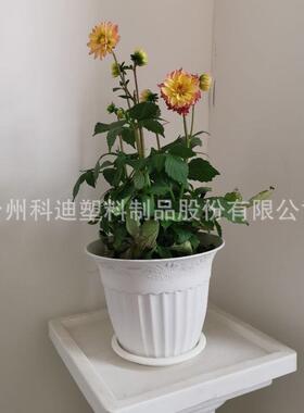 外贸工厂科迪花盆KD3503W白色反边塑料花盆家居装饰种植盆系列
