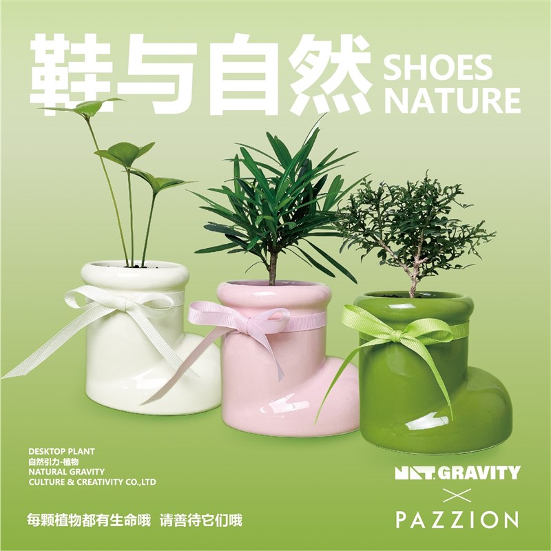 自然引力&PAZZION-鞋與自然達(dá)摩九里香盆栽創(chuàng)意桌面綠植送人優(yōu)選