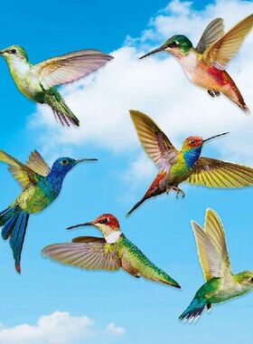 极速6 Pcs Lrge Size Bird Window Clings Anti-Collision Window