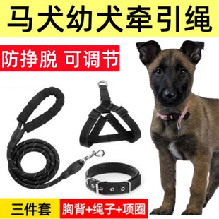 马犬幼犬专用牵引绳狗链小马犬大型犬背心式项圈外出遛狗可调节