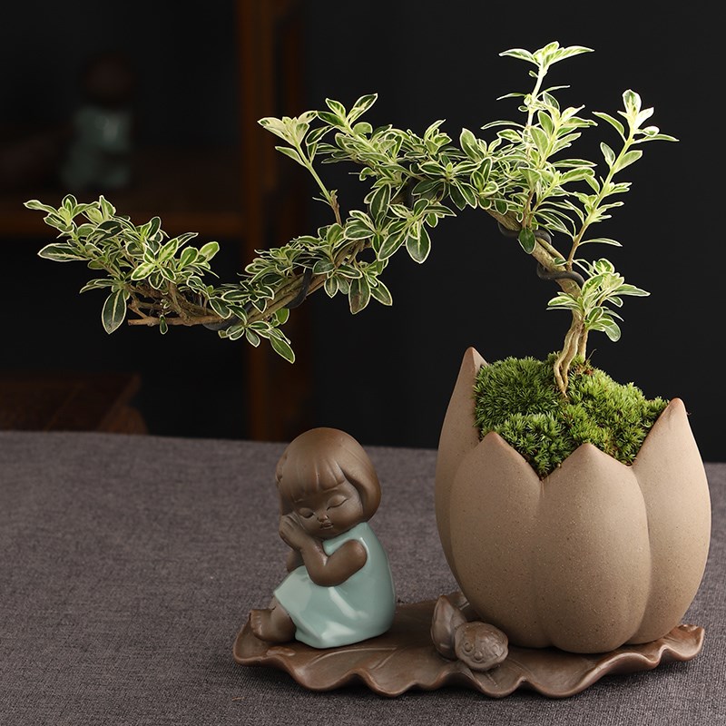 好货福建茶小叶赤楠文竹清香木金边六月雪袖珍椰子桌面创意绿植小