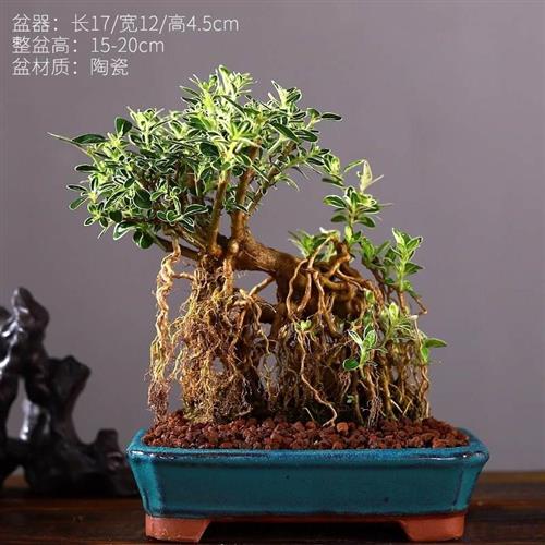 六月雪盆景植物提根老桩稀有造型室内桌面微观绿植小盆栽真花摆件