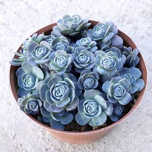 子持莲华植物盆栽爆盆肉肉多头群生迷你可爱植物好养子持莲花