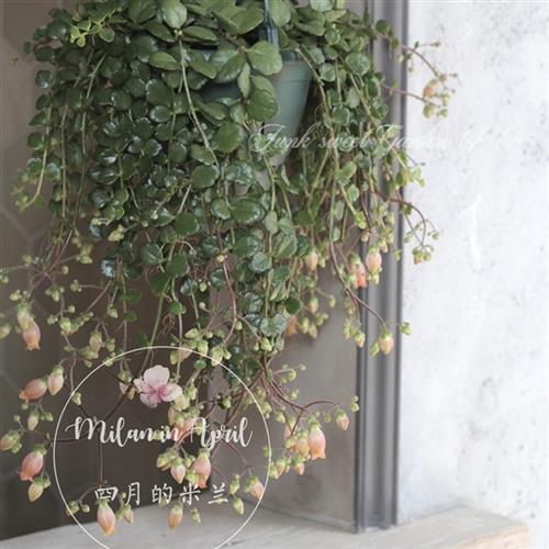 宫灯垂吊长寿花菲菲女王耐热耐旱盆栽观赏进口花卉阳台花园多年生