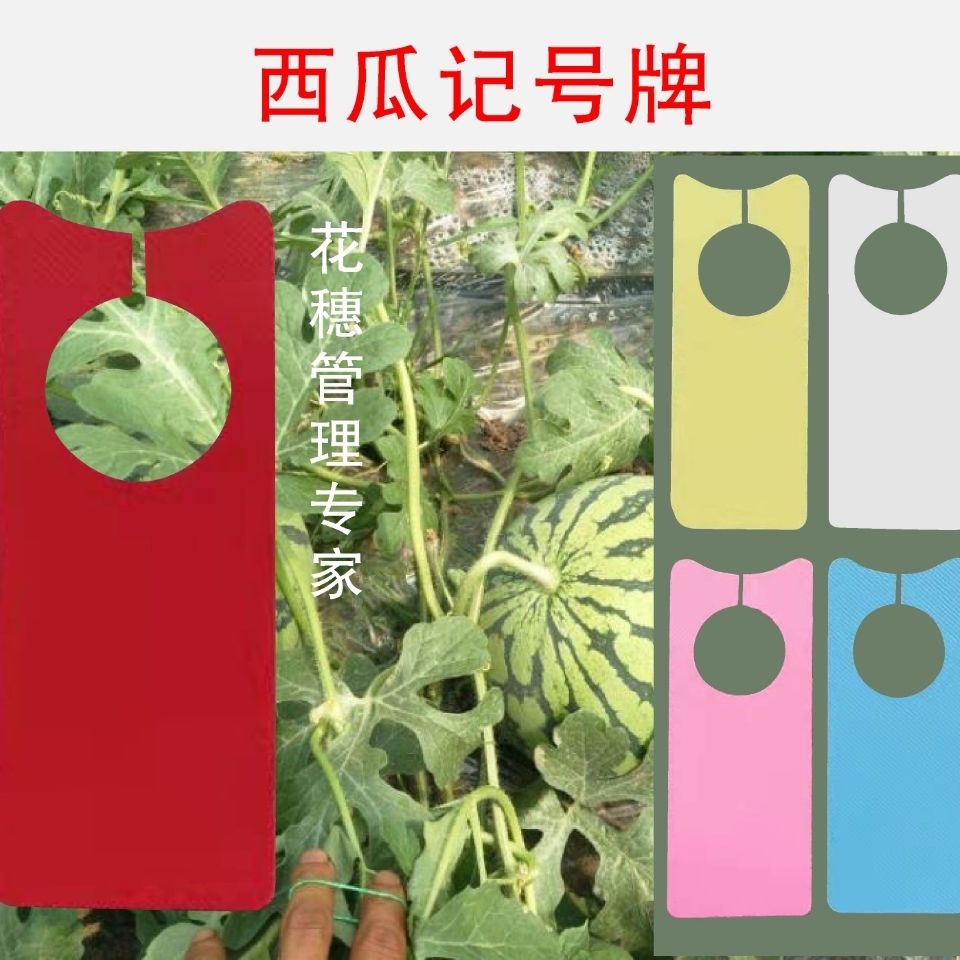 西瓜标记牌放号牌果蔬记号牌葡萄分色卡片园艺标签