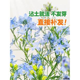 种植种小花花苗飞燕草庭院开花易活阳台种子千鸟草孑盆栽籽四季花