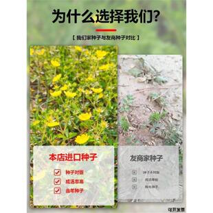 草籽地被四季多年生花籽白头翁绿化播种蛤蟆翻白草植物种子委陵菜