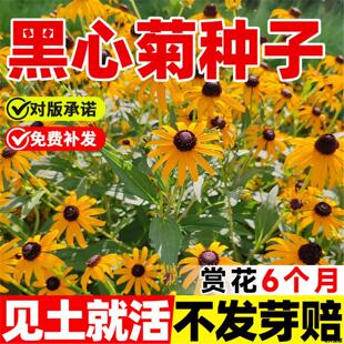 黑心菊四季金光孑太阳室外日光菊草种花卉黑眼菊花开花菊籽花种子