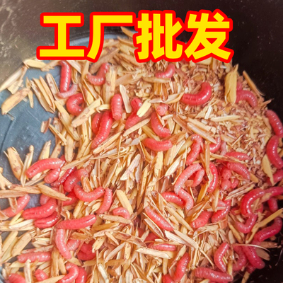 【工厂批发】鲜活红蛆虫活饵鱼饵野钓神饵户外野钓饵料饵红曲虫
