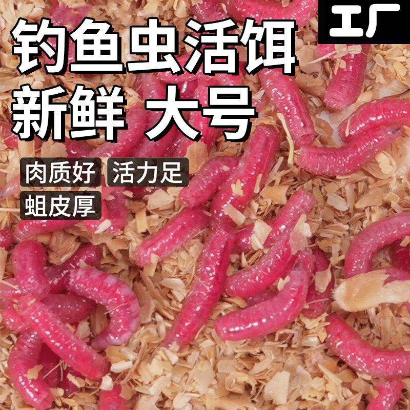 钓鱼虫活饵红蛆虫大号野钓图片