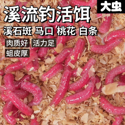 溪流钓溪石斑马口桃花白条专用