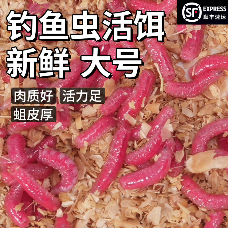 钓鱼虫活饵红蛆虫大号野钓鲫鱼专用鱼饵饵料腥味新鲜虫红虫红曲虫