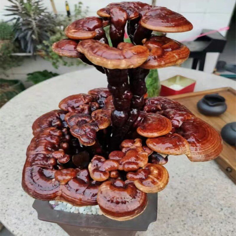 极速。活灵芝盆栽花盆大灵芝摆件灵芝盆景摆件赤灵芝野生灵芝菌包