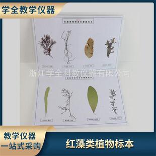 藻类标本浸泡标本中学科普教具幼儿园教学探究实验教学标本厂家供