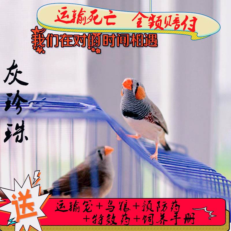 极速白珍珠鸟活体白文鸟灰文鸟灰珍珠送粮观赏宠物鸟活物手养珍珠