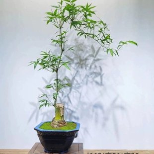 文人艺术小叶簕竹阳台室内外复古桌面勒竹树桩常青绿植盆景盆栽