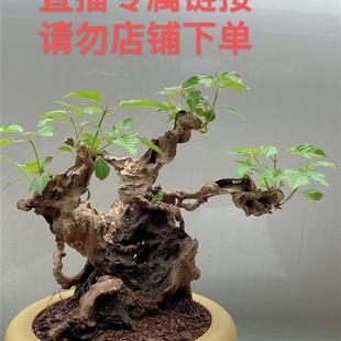 黄荆老桩植物绿植树桩盆景老桩花卉盆栽室内阳台