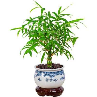 佛肚竹盆栽罗汉竹植物室内葫芦竹小型矮化客厅好养观赏小竹子盆景