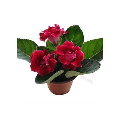 极速重瓣大岩桐花苗富贵芙蓉花卉室内观赏盆栽带花V苞基地直发四