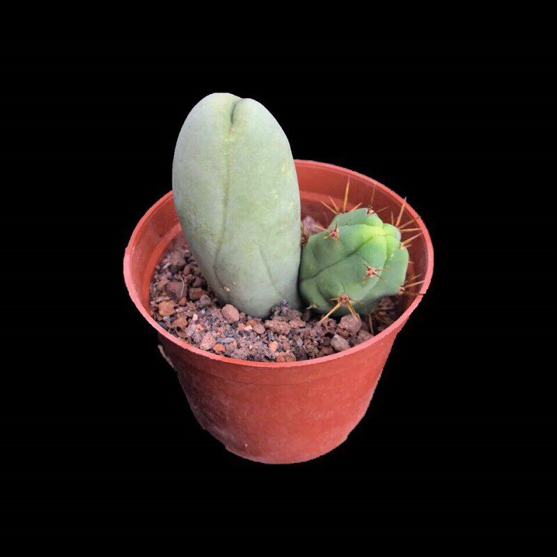 极速成程柱多肉植物一物一拍邪恶稀l有仙人球仙人柱仙人掌