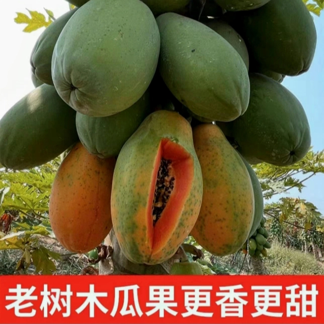 木瓜红心木瓜蕴含多种维生素云南