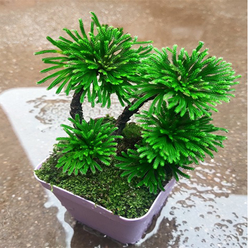 热销卷柏九死还魂草桌面花卉植物桌面绿植