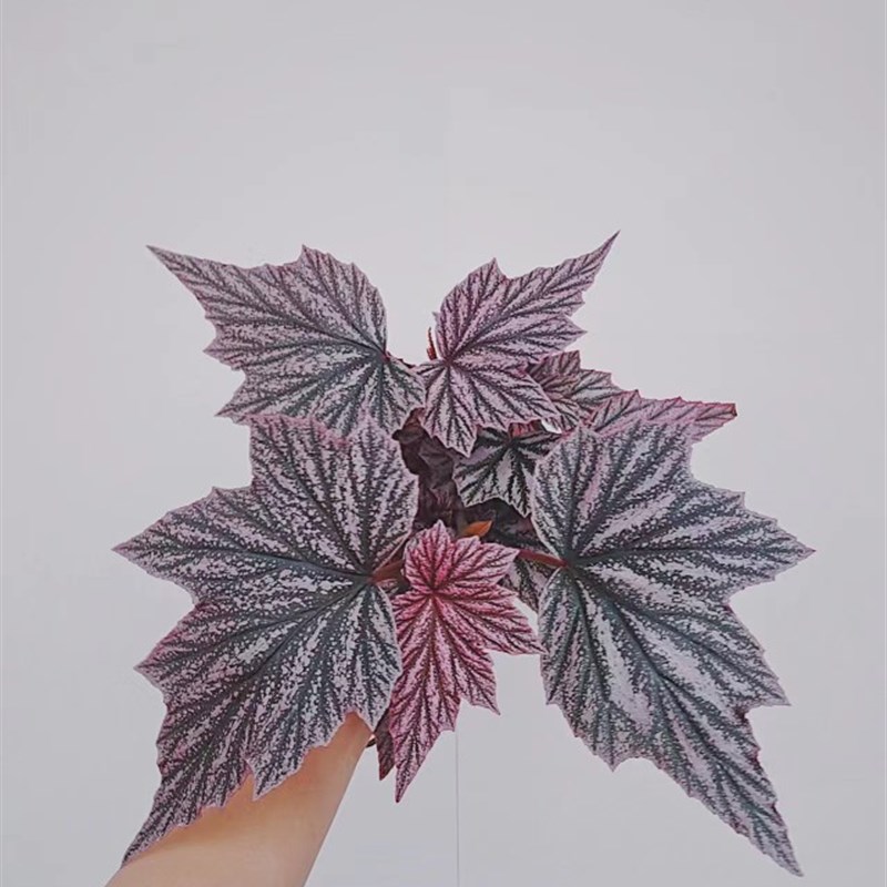 pink秋海棠粉红貂丁力室内ins热植海棠颜值天花板王先森的花园