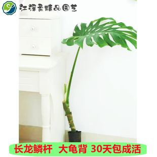 仙洞巨洞龟背竹老桩龙鳞大型盆z栽净化空气植物客厅室内北欧风绿