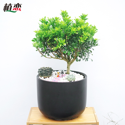 棕榈棕竹红掌君子兰柠檬树橡皮树黑金刚金钱树米兰龙须龙血树盆景