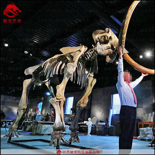 猛犸象仿真骨架化石标本古生物骨头科普模型定制博物馆展品定制