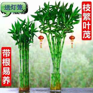 富贵竹粗杆水培植物营养珠驱蚊竹水培珠无土水里养水泡不用晒太阳