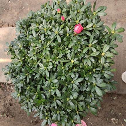 极速耐寒耐冻花卉室外绿植耐寒耐热冬季不怕冻的花冬天不怕冷的花