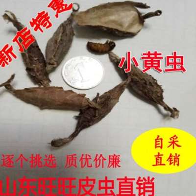 极速皮虫小皮虫半斤小公虫小黄虫画J眉打斗鸟提性虫小公虫