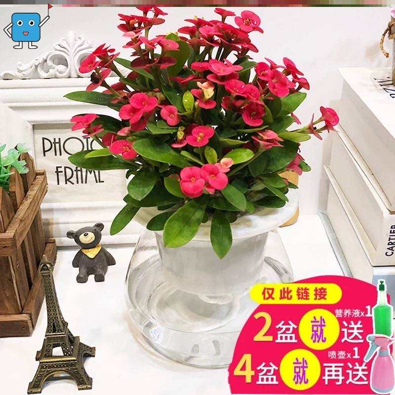 不用晒太阳的绿植小盆栽精致办公桌盘景植物室内绿航绿萝花奔四季