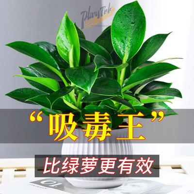 好货金钻盆栽绿萝箩室内植物花卉绿植水培万年青多肉新房家用吸除