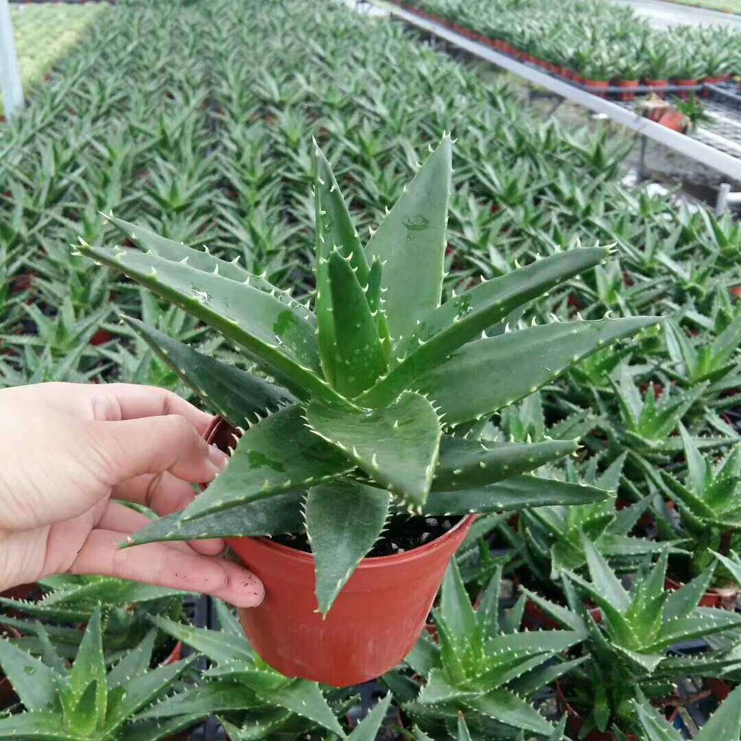 【基地直供】居家花卉植物 多肉植物 阳台植物  芦荟 不夜城