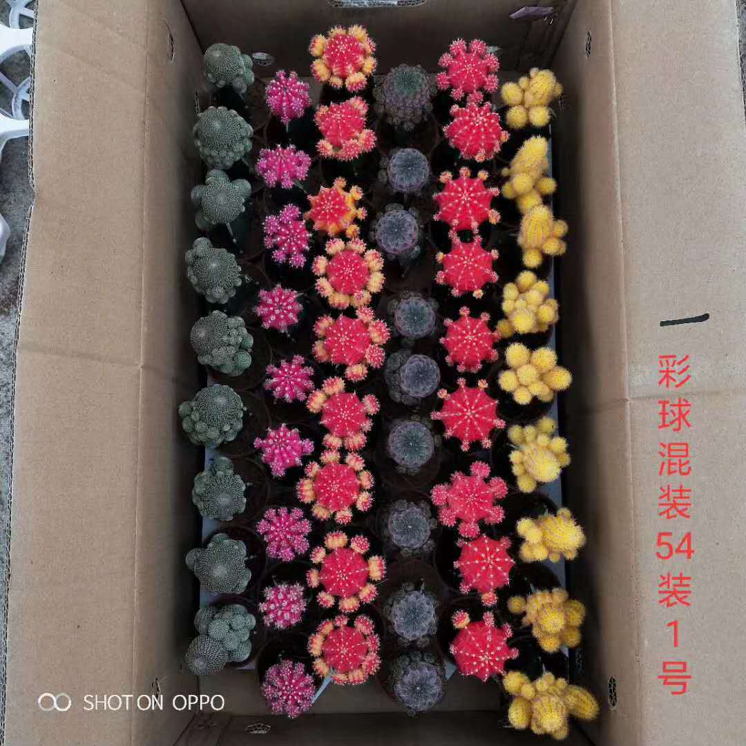 基地直供随机混色仙人球盆栽