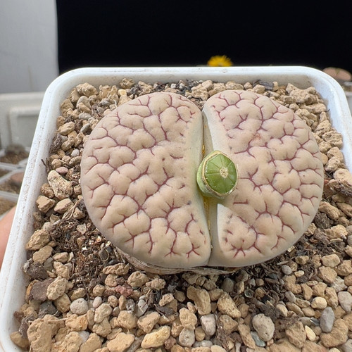 092母本9年半383*383a尺寸4厘米