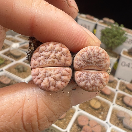 128优选拿铁 374羽化睫毛精