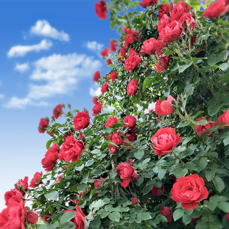 速发鲁苗红爬藤月季母本大大庭院多季蔷薇花苗藤本硕花玫瑰地栽爬,鲜花速递/花卉仿真/绿植园艺,月季/蔷薇/玫瑰,淘宝优惠券,粉丝福利购,淘宝优惠卷