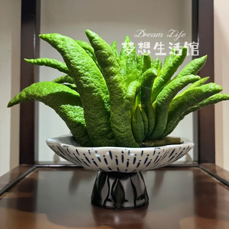 佛手柑托盘器皿养花观赏花盆摆件香橼花器摆放盘容器中式复古花瓶