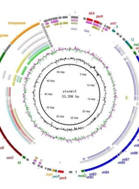ChIPseq转录因子结合位点分析生信分析服务