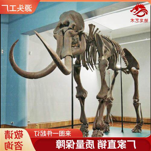 猛犸象仿真骨架化石标本古生物骨头科普模型定制博物馆展品定制